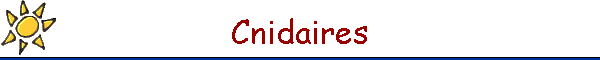 Cnidaires