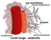 F.30.Corailrouge.P47.JPG (588295 octets)