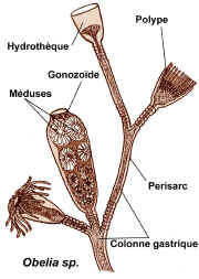 F.35.Hydraire.P.52.JPG.JPG (568339 octets)