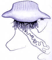 F.38.Physalie.P53.JPG (504171 octets)