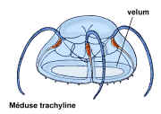F.39.trachyline.P53.JPG (294180 octets)