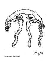 Meduse.jpg (151094 octets)