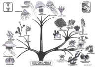 classification des cnidaires p57.jpg (527432 octets)