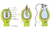 cnidoblaste.jpg (38645 octets)
