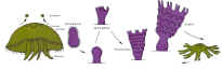 cycles.jpg (50061 octets)