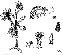 hydraire1.gif (30435 octets)