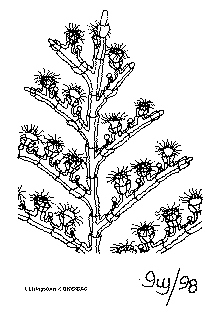 hydraire2.gif (30423 octets)