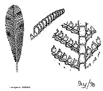 hydraire4.gif (38850 octets)