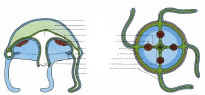 meduse2_muet.jpg (36022 octets)