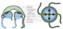 meduse2.jpg (42082 octets)