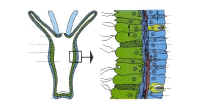 polype_muet.jpg (38097 octets)