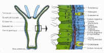 polype.jpg (49096 octets)