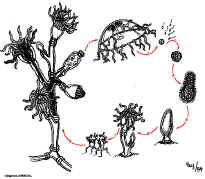 repro_hydres.jpg (106282 octets)