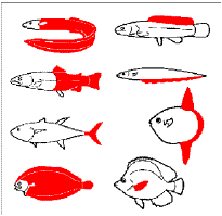 Les_Poissons2.gif (22148 octets)