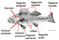 Les_Poissons7.gif (36434 octets)