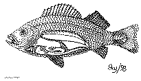 POISSON2.GIF (65685 octets)